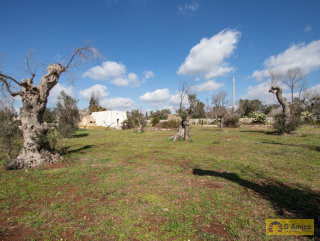 foto immobile Terreno con Lamione e progetto per Villa con Piscina a 5 km da Pescoluse n. 36