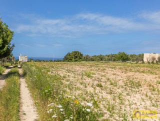 foto immobile Terreno vista mare con fabbricato rurale e progetto per Villa a Pescoluse n. 16