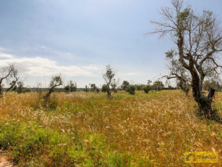 foto immobile Terreno vista mare con fabbricato rurale e progetto per Villa  n. 31