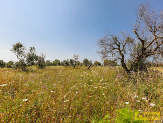 foto immobile Terreno vista mare con fabbricato rurale e progetto per Villa a Pescoluse n. 34
