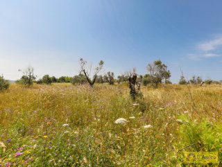 foto immobile Terreno vista mare con fabbricato rurale e progetto per Villa  n. 35
