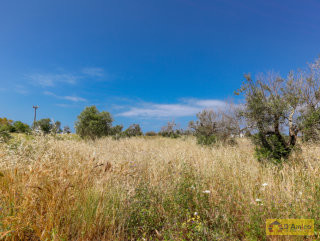 foto immobile Terreno vista mare con fabbricato rurale e progetto per Villa a Pescoluse n. 36