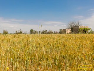 foto immobile Terreno vista mare con fabbricato rurale e progetto per Villa  n. 17