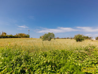 foto immobile Terreno vista mare con fabbricato rurale e progetto per Villa a Pescoluse n. 27