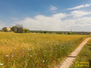 foto immobile Terreno vista mare con fabbricato rurale e progetto per Villa a Pescoluse n. 26