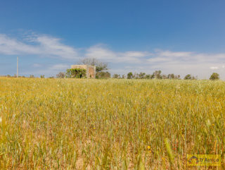 foto immobile Terreno vista mare con fabbricato rurale e progetto per Villa  n. 21