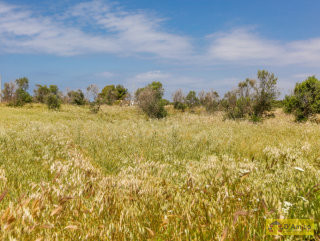foto immobile Terreno vista mare con fabbricato rurale e progetto per Villa  n. 28