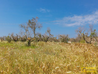 foto immobile Terreno vista mare con fabbricato rurale e progetto per Villa  n. 39