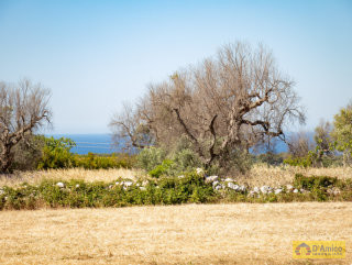 foto immobile Villa e Piscina vista mare, da realizzare chiavi in mano, a 4 km dalla spiaggia n. 13
