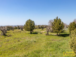 foto immobile Villa e Piscina vista mare, da realizzare chiavi in mano, a 4 km dalla spiaggia n. 22
