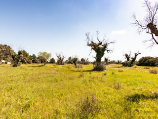 foto immobile Villa e Piscina vista mare, da realizzare chiavi in mano, a 4 km dalla spiaggia n. 28