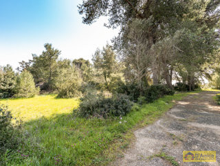 foto immobile Villa e Piscina vista mare, da realizzare chiavi in mano, a 4 km dalla spiaggia n. 41