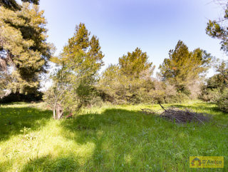 foto immobile Terreno per Villa con Piscina vista mare con 2 fabbricati rurali, a 4km da Pescoluse n. 7