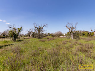 foto immobile Terreno vista mare per Villa con Piscina a Salve, a 4km da Pescoluse   n. 28
