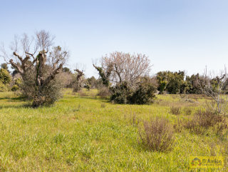 foto immobile Terreno vista mare per Villa con Piscina a Salve, a 4km da Pescoluse   n. 34