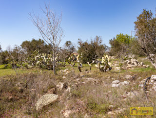 foto immobile Terreno con Pajara e Lamione vista mare a pochi chilometri da Pescoluse n. 20
