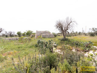foto immobile Terreno vista mare con fabbricato rurale a 1,5 km da Pescoluse n. 3