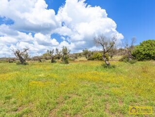 foto immobile Tipica Villa Salentina con Vista Mare e Piscina n. 8