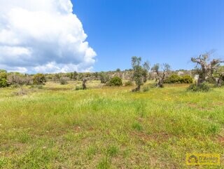 foto immobile Tipica Villa Salentina con Vista Mare e Piscina n. 9