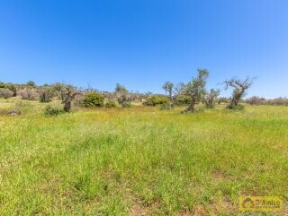 foto immobile Tipica Villa Salentina con Vista Mare e Piscina n. 10