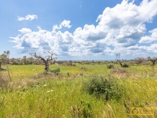 foto immobile Tipica Villa Salentina con Vista Mare e Piscina n. 11