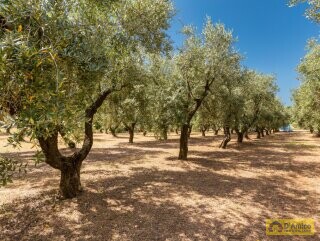 foto immobile Masseria degli Angeli, un'oasi di Salento con Uliveto e Vigneto n. 42