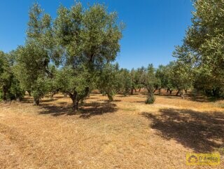 foto immobile Masseria degli Angeli, un'oasi di Salento con Uliveto e Vigneto n. 43