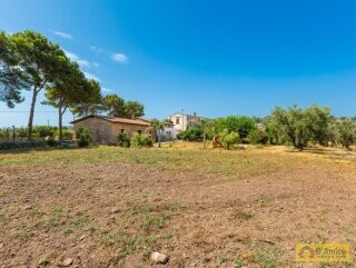 foto immobile Masseria degli Angeli, un'oasi di Salento con Uliveto e Vigneto n. 44