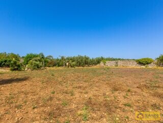 foto immobile Masseria degli Angeli, un'oasi di Salento con Uliveto e Vigneto n. 45