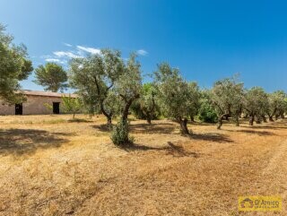 foto immobile Masseria degli Angeli, un'oasi di Salento con Uliveto e Vigneto n. 46