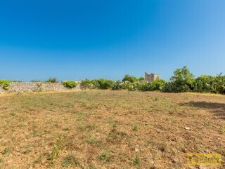 foto immobile Masseria degli Angeli, un'oasi di Salento con Uliveto e Vigneto n. 56