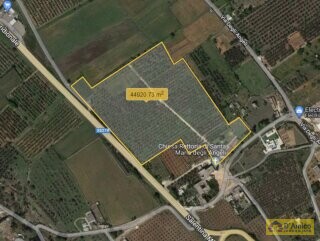 foto immobile Masseria degli Angeli, un'oasi di Salento con Uliveto e Vigneto n. 58