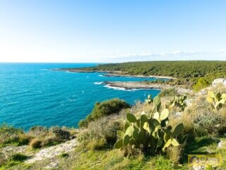 foto immobile Splendida Masseria da Ristrutturare con Corte e Appartamenti n. 20