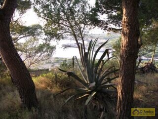foto immobile Splendida Masseria da Ristrutturare con Corte e Appartamenti n. 24