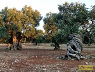 foto immobile Splendida Masseria da Ristrutturare con Corte e Appartamenti n. 26