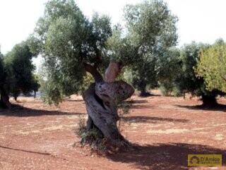 foto immobile Splendida Masseria da Ristrutturare con Corte e Appartamenti n. 27