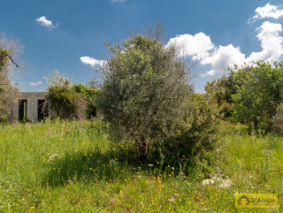 foto immobile Fabbricato rurale a Salve, con ulivi secolari e progetto per una seconda Villa n. 4