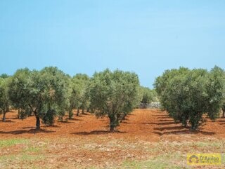 foto immobile Incantevole Villa con piscina a pochi km dal mare di Carovigno n. 37