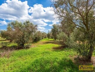 foto immobile Splendida villa con piscina vista mare da realizzare, con Guest House già pronta n. 51