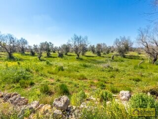 foto immobile Terreno con Progetto di VILLA e Piscina, vista mare, + 2 Lamioni n. 17