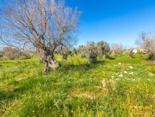 foto immobile Terreno con Progetto di VILLA e Piscina, vista mare, + 2 Lamioni n. 21