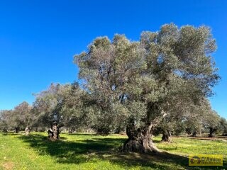 foto immobile LUSSUOSA Villa con Piscina in fase di realizzazione n. 28