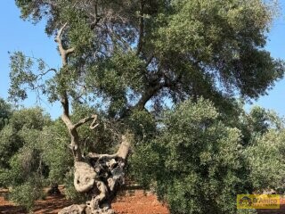 foto immobile LUSSUOSA Villa con Piscina in fase di realizzazione n. 29