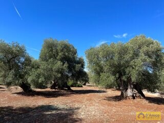 foto immobile LUSSUOSA Villa con Piscina in fase di realizzazione n. 31