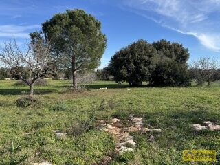 foto immobile Ampia e Moderna Villa con Piscina a Carovigno n. 13