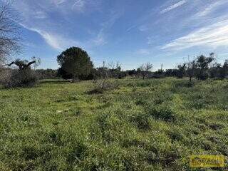 foto immobile Ampia e Moderna Villa con Piscina a Carovigno n. 14