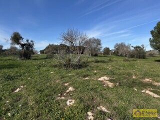 foto immobile Ampia e Moderna Villa con Piscina a Carovigno n. 16