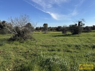 foto immobile Ampia e Moderna Villa con Piscina a Carovigno n. 18