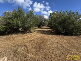 foto immobile Progetto per villa moderna con piscina e antichi trulli ad Ostuni n. 21