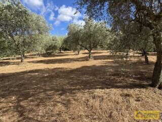 foto immobile Progetto per villa moderna con piscina e antichi trulli ad Ostuni n. 22